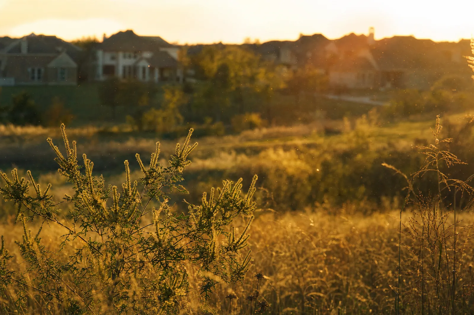 Ragweed Season in DFW: Why Fall Allergies Follow You Indoors